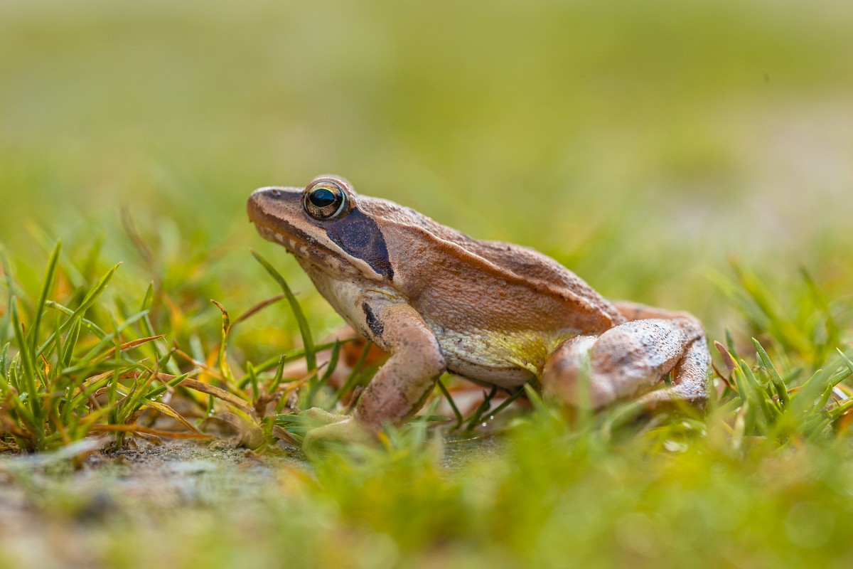 Rana dalmatina